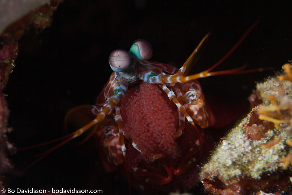 BD-150421-Maldives-7413-Odontodactylus-scyllarus-(Linnaeus.-1758)-[Reef-odontodactylid-mantis-shrimp].jpg